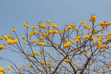 Cochlospermum regium, olarak da bilinen sarı Pamuk ağacı