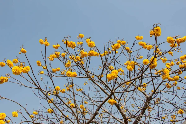 Cochlospermum regium, auch als gelber Baumwollbaum bekannt — Stockfoto