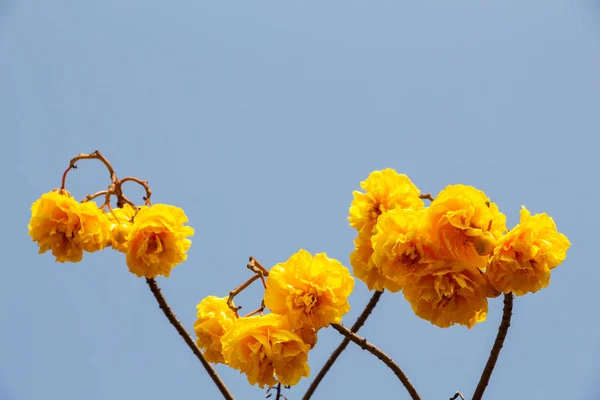 Cochlospermum regium, also known as yellow cotton tree — Stock Photo, Image