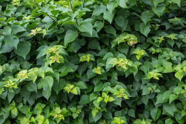 Yapraklı yeşil ağaç