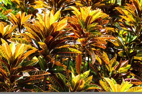 Croton Leaf Use Background — Stock Photo, Image