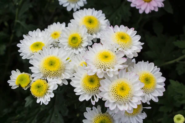 Chrysanthèmes Blancs Fleurs Dans Jardin — Photo