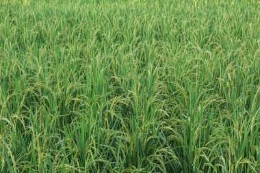 Yeşil çeltik pirinç alan