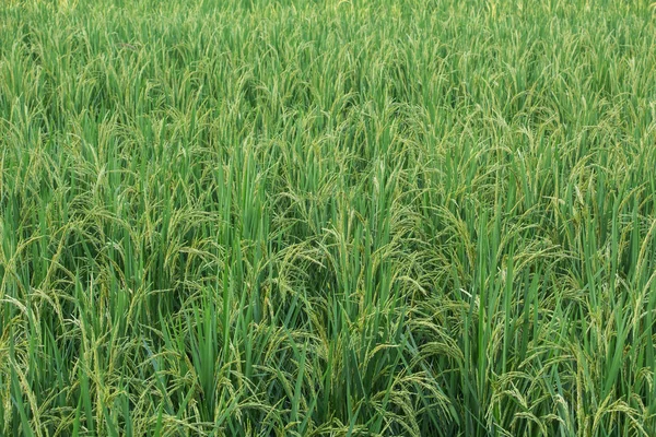 Yeşil çeltik pirinç alan