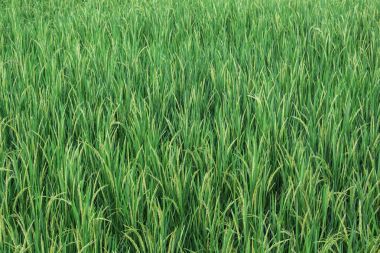 Paddy alanın arka planı için