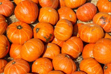 kabak resmi yakın çekim 