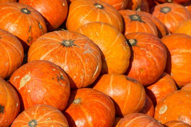 turuncu-kırmızı kabak yakın çekim 