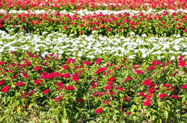 凤仙花-花地毯背景 — 图库照片