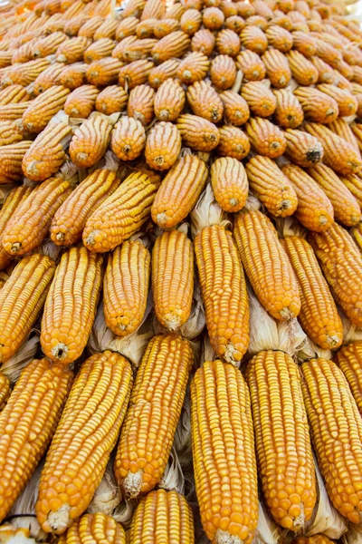 Száraz Kukorica Aratás Háttér — Stock Fotó