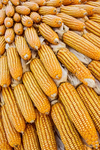 Кукурудзяний Урожай Фону Суха Кукурудза — стокове фото