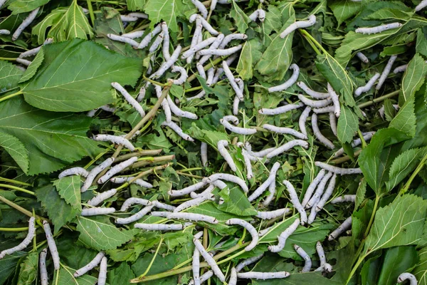 Gusano de seda anillada gusano de seda comer morera hoja verde — Foto de Stock