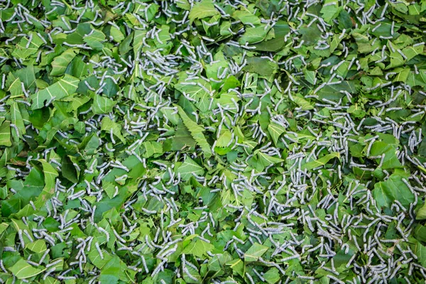 Vers Soie Vers Soie Annelés Mangeant Feuilles Vert Mûrier — Photo