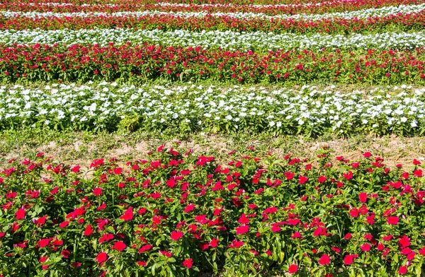 Multicolored impatiens plants blooming profusely in a summer flowers Stock Image