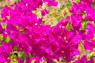 Kağıt çiçek (Begonvil glabra) küme çiçek