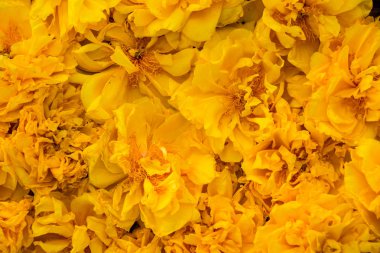 Sarı çiçekli arka plan, kapat.