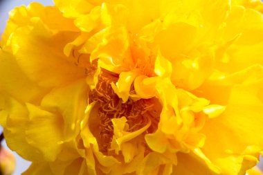 Sarı çiçekli arka plan, kapat.