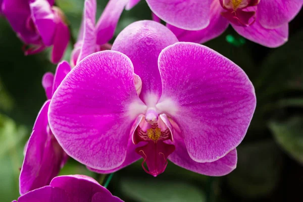 Flores de orquídeas rosadas rayadas —  Fotos de Stock