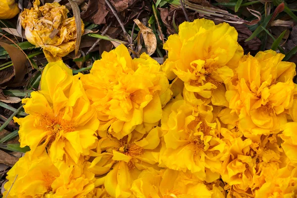 Gelber Blumiger Hintergrund Nahaufnahme — Stockfoto