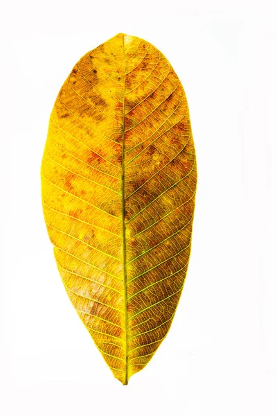 Осенний Лист Высокое Качество — стоковое фото