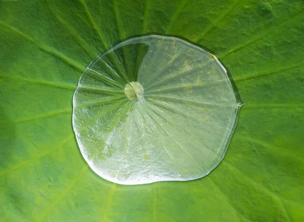 Hoja de loto con gotas de agua —  Fotos de Stock