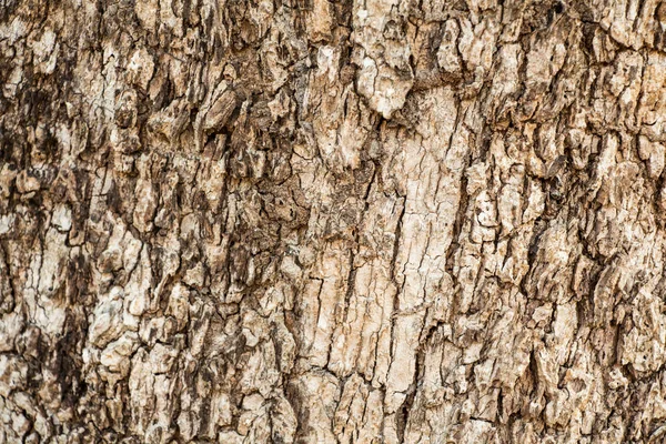 Kůra Stromu Texture0 Přírodní Pozadí — Stock fotografie