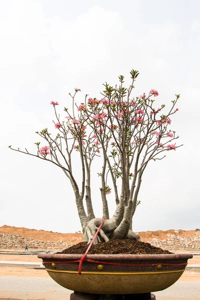 Rose du désert ou Ping Bignonia en pot isolé sur le dos blanc — Photo