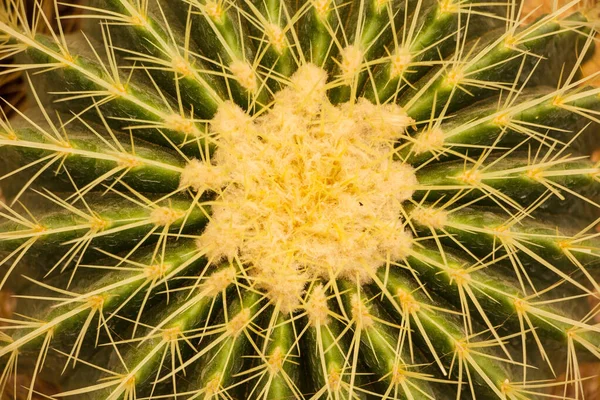 Echinocactus grusonii, Bola de Oro — Foto de Stock