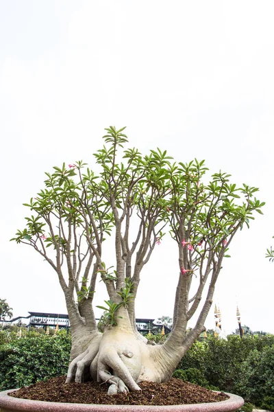 Maquette azalée, Lys Impala, Escroc rose du désert sur fond blanc — Photo