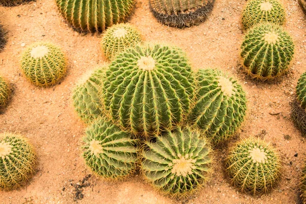 Jardim de cacto tropical de bola dourada na Tailândia — Fotografia de Stock