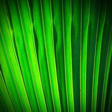 Yeşil palmiye yaprağı dokusunu kapat 