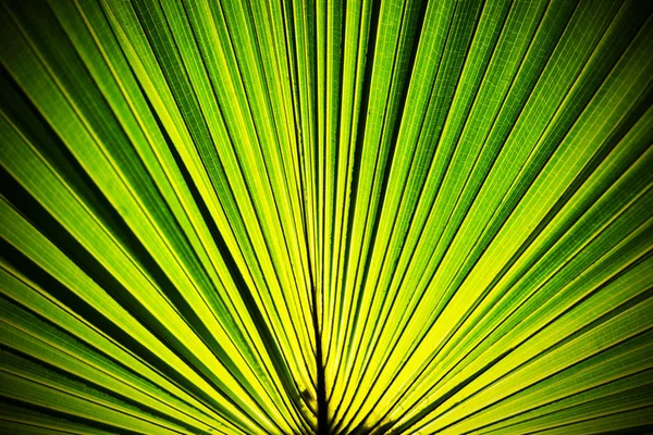Bliska Widok Zielonej Tekstury Liści Palmowych — Zdjęcie stockowe