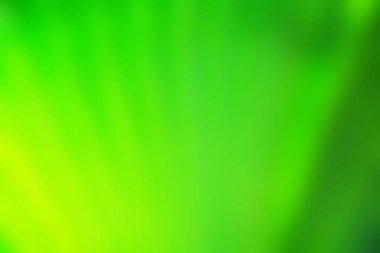 Yeşil Palmiye yaprakları doğada, boşluğu kopyala