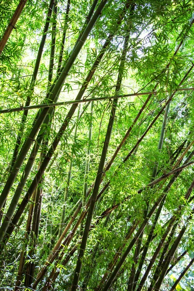 Bamboo Forest Bomen Aard Concept — Stockfoto