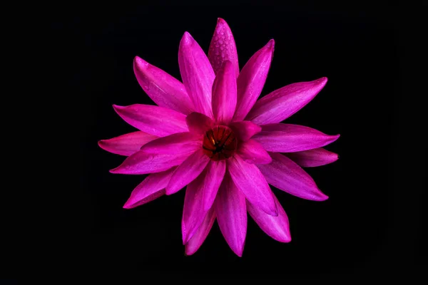 Flor de lótus isolado no fundo preto. — Fotografia de Stock