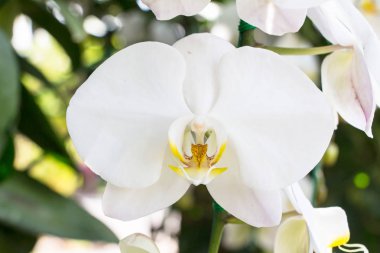 Beyaz orkideyi kapat