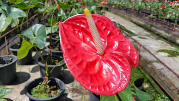 Close Color Flowers Growing Outdoors — Stock Photo, Image