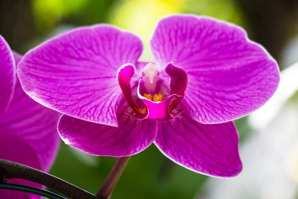 Fleurs Orchidée Couleur Croissant Dans Jardin — Photo