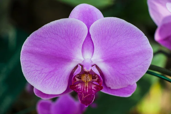 Flor de orquídea rosa de cerca —  Fotos de Stock