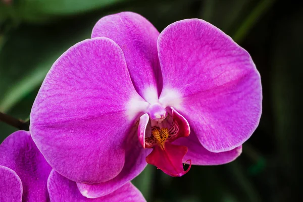 Flores Orquídea Color Creciendo Jardín —  Fotos de Stock