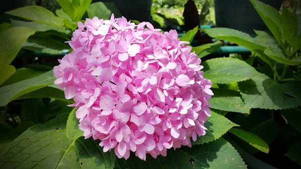 Açık Havada Yetişen Renk Çiçeklerini Kapatın — Stok fotoğraf
