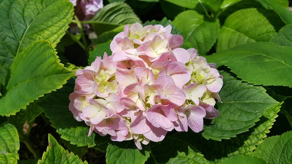 Close Color Flowers Growing Outdoors — Stock Photo, Image