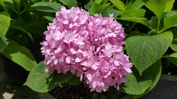 Close Color Flowers Growing Outdoors — Stock Photo, Image