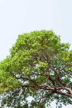 açık arkaplanda yeşil ağaç 