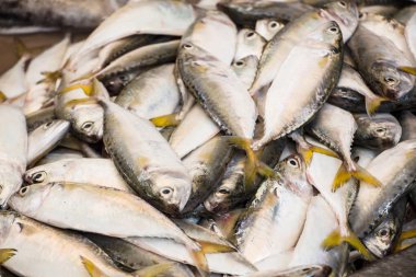 Piyasada taze uskumru balığı, deniz yiyeceği konsepti. 