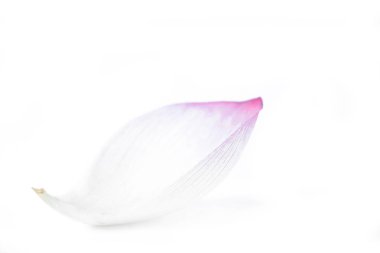 Beyaz arkaplanda çok renkli taç yaprakları izole edilmiş 