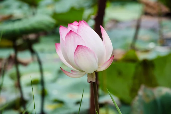 Lotus Bud Growing Pond — Stock Photo, Image
