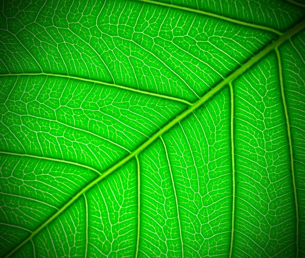 Feuilles Palmier Vert Dans Nature Espace Copie — Photo