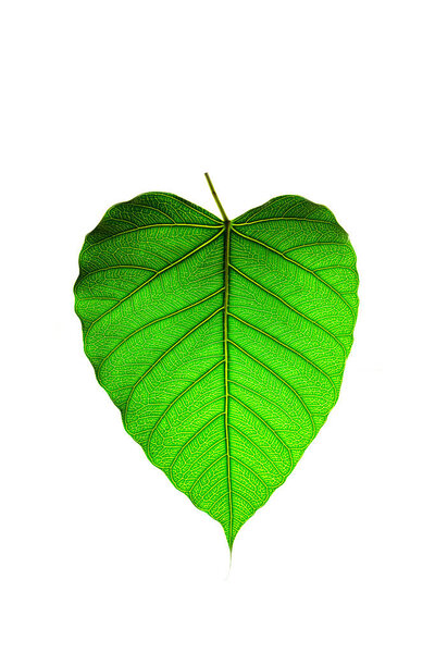 green leaf vein on white background
