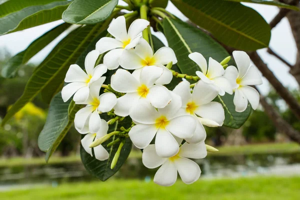 Close Color Flowers Growing Outdoors — Stock Photo, Image