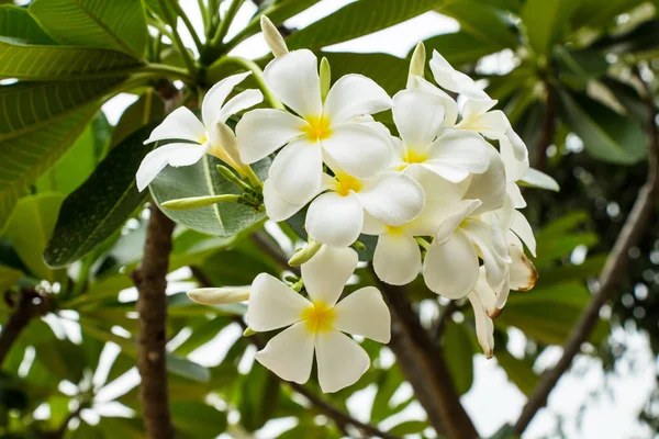 Close Color Flowers Growing Outdoors — Stock Photo, Image